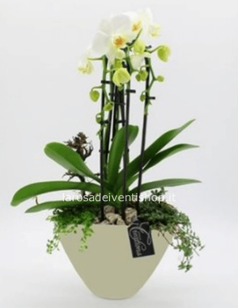 Composizione mista con Phalenopsis