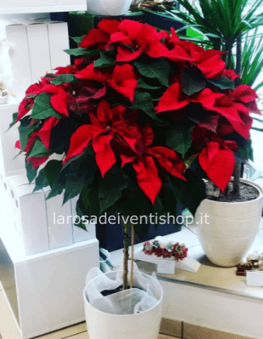 Stella di natale albero grande