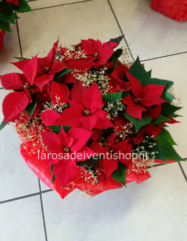 Ciotola stella di natale