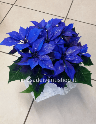 Stella di natale Blu