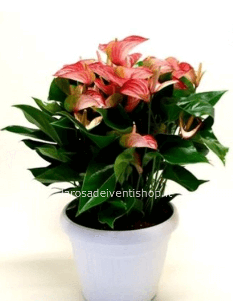 Pianta di Anthurium grande