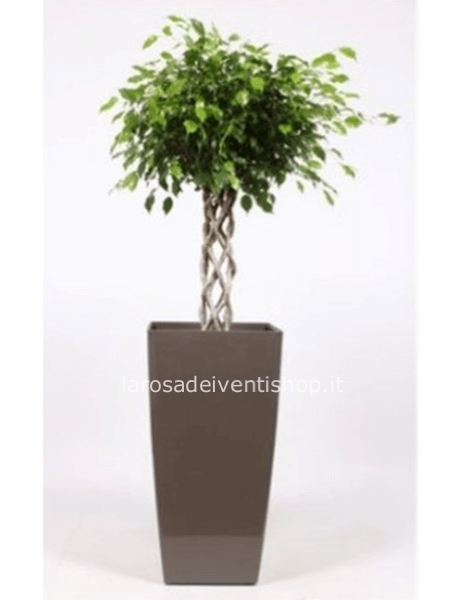 Ficus Benjamin Exotica