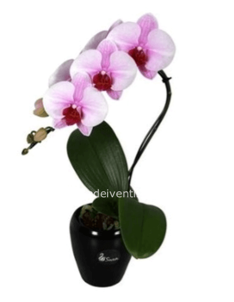 Orchidea Phalenopsis piccola con vaso