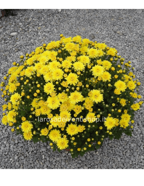 Crisantemo coreano in vaso