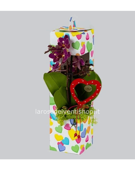 Box con orchidea